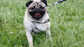 Understanding the Compatibility Between Pugs and Pet Hamsters
