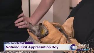 National Bat Appreciation Day