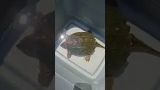 Turtle SOUP! #wildgamecooking