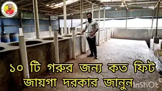 ১০ টি গরুর জন্য কত ফিট জায়গা দরকার জানুন!cow farming in Bangladesh