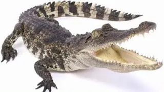 We're Going on an Alligator Hunt