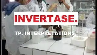 Education.  Invertase. Etude cinétique de l'enzyme, Interprétation des données de travail Pratique.