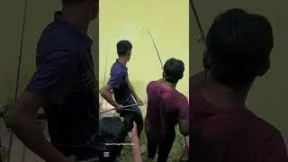 Catching big monster Rohu fish #freshwater #viralvideo #fish #freshwaterfish #shorts #short