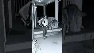Porch cam captures terrifying late-night visitor 🐺