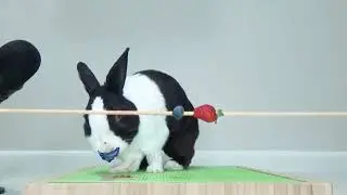 BerryBebop meets a Bunny