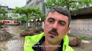 Merkurplatz Platanen
