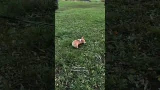 Следи за приключениями Коржа каждый день #корги #corgi #corgishorts #tiktok #смешныевидео #corgidog