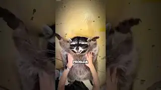 The Most Badass Trash Panda: Meet the Raccoon #Raccoon #TrashPanda #FunnyAnimals
