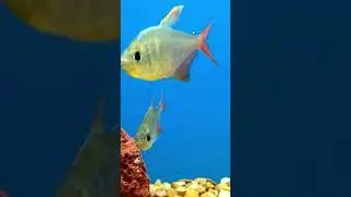Smart Fishing Video 2021#shorts_|20|_beta fishing