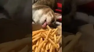 Cat eats fries.#viral #funny #video #shorts #tiktok #cat #cute #fyp #fries #eating