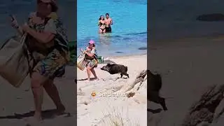 Wild Boars on the Beach? Welcome to Sardinia! 🐗😂