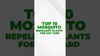 10 Mosquito Repellent Plants For Any Yard