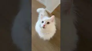 Onko kissani kuuro?👀