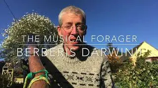 The musical forager plays Berberis darwinii