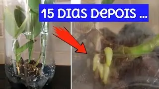 🔴ORQUIDEA SEM RAIZ (RESULTADO DA UTI)