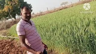 Use of Drip irrigation system in Wheat 🌾 and Pea crops