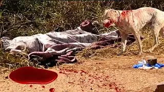 BLUFFHILL PITBULL YAURAYA MUNHU MARESIDENTS  OTAURA ZVINORWADZA 😭😭😭(Full video) Part 1
