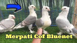 Review Merpati Hias Bluenet Remajaan. Panen 4 Ekor.