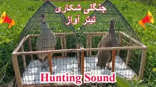 Grey partridge sound sindhi bagra teetar awaz teetar hunting sound grey francolin voice