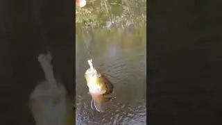 warmouth on a micro jig #fishing #fishingvideo #ultralightfishing #bassfishing #panfishing #panfish