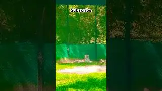 Ghar me aya sher 😊jungle me sher#lion#short#shortvideo #love#ytshorts #travel #pushpa2therulesongs