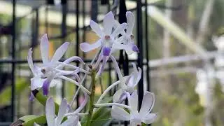 White Light and Dark Purple Orchid. #orchids #flowers #rare #nature #hoya #plants