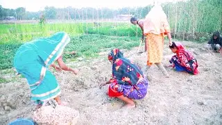 Bangladeshi Village Farm Picking Fresh Baby potatoes | Izzyvillage