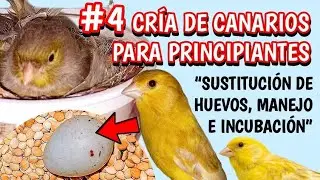 #4 CRÍA DE CANARIOS PARA PRINCIPIANTES. Sustitución de huevos, manejo e incubación.