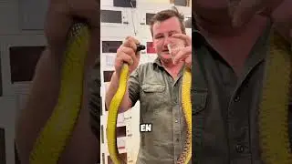 &iexcl;Conoce a la Serpiente M&aacute;s T&oacute;xica del Mundo! 😱
