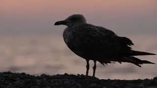 Classical Comforts: Episode 1: Birds
