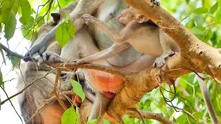 OMG..! Rany monkey doesn't care about her baby Randy about wants to get milk.