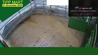 TIPPERARY TOWN MART,  21 Nov 2025 cattle