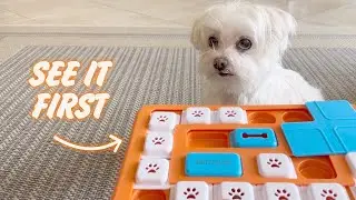 Dog&rsquo;s Fun Brain Games: Testing Out a New Dog Treat Puzzle Toy!