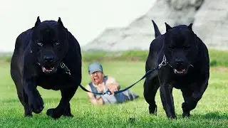 10 Most Cane Corso Like Dog Breeds