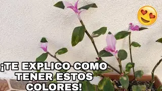 COMO OBTENER ESTOS COLORES + REPRODUCCION (Tradescantia)