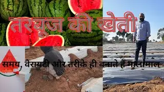 तरबूज की अगेती खेती #agriculture #farming #farm 
