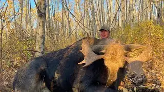 A friend at Mikes Outfitting gets a great Bull moose called in to close range in Alberta!