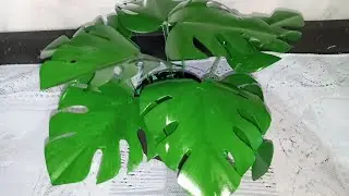 PLANTA COSTELA DE ADÃO FEITA COM GARRAFA PET