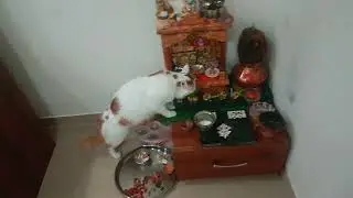 आईच्या संक्रातीच्या पुजेशी खेळतोय म्हणजे आईबाबाचे भांडण नक्की लावणार हा!