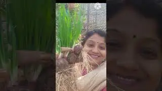 Easy way to plant onion plants || Kitchen garden