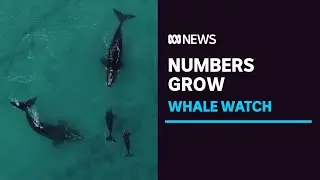 Southern Right Whales returning to old breeding grounds, study shows | ABC News