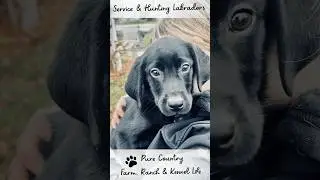 Farm & Ranch Life at Shasta Service Dogs & Marble Mountain Kennels #farmlife #ranchlife #labpuppies