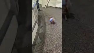 бэкки чихуахуа #чихуахуа #собака #пес #щенок #chihuahua #dog #рекомендации #like #live #фигурист