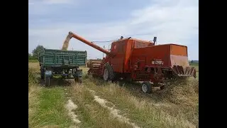 10 ton z hektara czy z dw&oacute;ch ? Jęczmień vs BIZON z050 czyli żniwa 2k23 oczami kombajnisty
