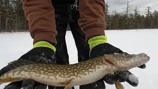 Ice fishing for bluegills!! + Tip-up Fishing