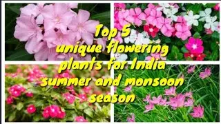 5 unique flowering plants for India summer and monsoon season