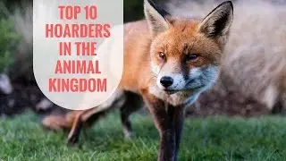 The Top 10 Hoarders in the Animal Kingdom