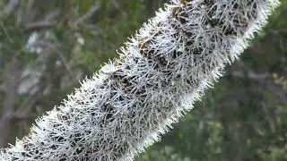 introducing...the grass tree