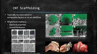 Carbon nanotubes for cell scaffolding, Zoe Benedict