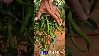 KUBER-305 F1 Hybrid chilly #kuber305#farming#agriculture #nature